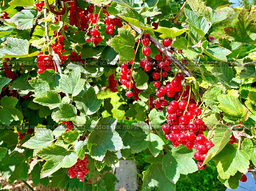Красная смородина (Ribes rubrum) на кусте. Стоковое фото, фотограф Владимир Шипикин / Фотобанк Лори