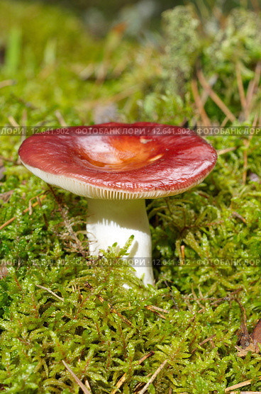 Красная сыроежка (лат. Russula) Стоковое фото, фотограф Елена Коромыслова / Фотобанк Лори