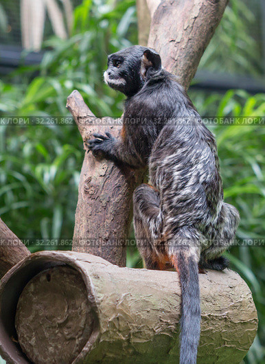 Краснобрюхий тамарин. White lipped / Red bellied tamarin. Стоковое фото, фотограф Галина Савина / Фотобанк Лори
