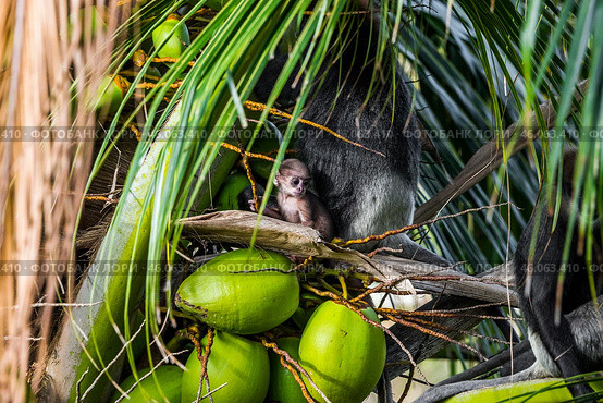 Краснолицые гульманы (Semnopithecus vetulus), мать и детёныш, эндемики Шри-Ланки, сидят на кокосовой пальме (2012 год). Стоковое фото, фотограф Анна Ефимова / Фотобанк Лори