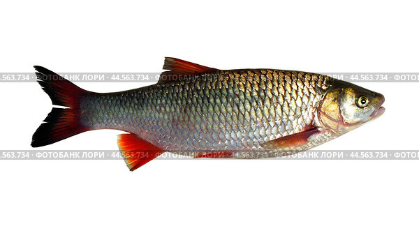 Красноперка на изолированном фоне ( Scardinius erythrophthalmus (Linnaeus, 1758) ) - промысловая рыба Волго-Каспийского бассейна. Стоковое фото, фотограф Павел Просянов / Фотобанк Лори