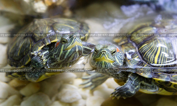 Красноухая или желтобрюхая черепаха. Пара.  (лат. Trachemys scripta) Стоковое фото, фотограф Галина Савина / Фотобанк Лори