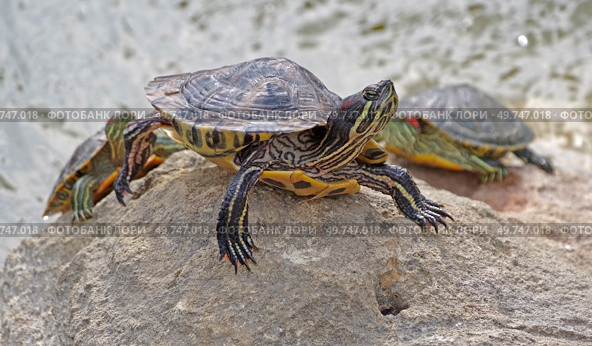Красноухие черепахи греются на камне в лучах солнца. Red-eared turtles basking and swimming in the sun. Стоковое фото, фотограф Татьяна Д / Фотобанк Лори