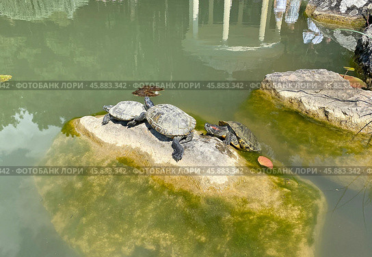 Красноухие черепахи (Trachemys scripta) греются на камне в пруду в парке "Айвазовское", Партенит, Крым (2023 год). Стоковое фото, фотограф Мария Кылосова / Фотобанк Лори