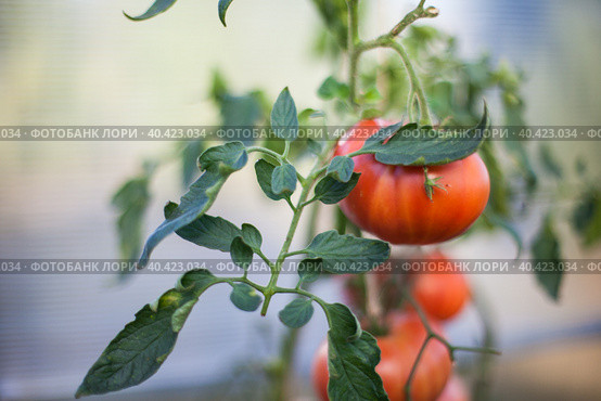 Красный зрелый помидор на ветке в теплице. Red juicy tomato in a greenhouse. Стоковое фото, фотограф Мария Владиславовна Малая / Фотобанк Лори