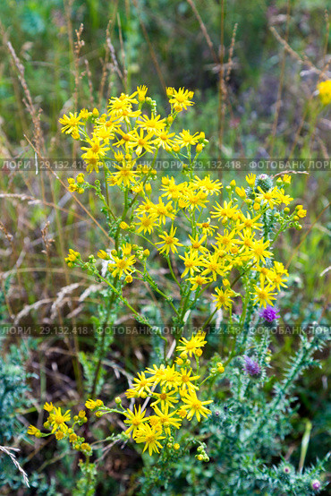 Крестовник Якова, или суходольный (Senecio jacobaea) Стоковое фото, фотограф Ольга Сейфутдинова / Фотобанк Лори