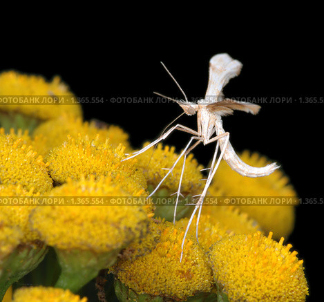 Крошечная белая бабочка пальцекрылка (Pterophorus pentadactyla) Стоковое фото, фотограф Владимир Блинов / Фотобанк Лори