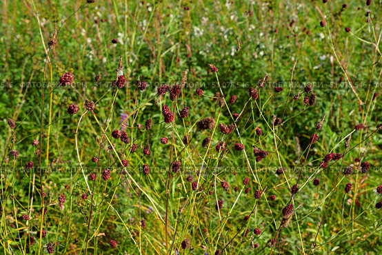 Кровохлёбка лекарственная. Sanguisorba officinalis. Стоковое фото, фотограф Александр Тараканов / Фотобанк Лори