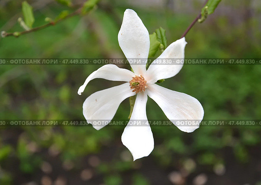 Крупный белый цветок магнолии кобус (Magnolia kobus DC.) Стоковое фото, фотограф Ирина Борсученко / Фотобанк Лори
