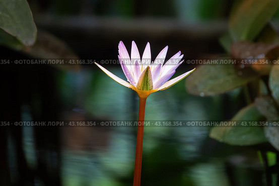 Крупный план светло-сиреневого лотоса (лат. Nelumbo) с каплями воды на лепестках на темном фоне.  Close-up of a lilac water lily, lotus, in drops of water on the petals against the background of a dark surface of a pond in a botanical garden. Стоковое фото, фотограф Лариса Гордеева / Фотобанк Лори