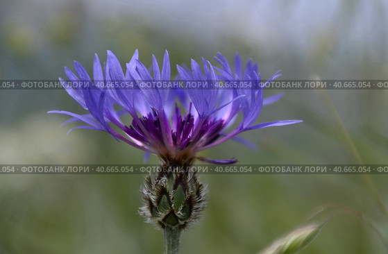 Крупный цветок синего василька (лат.Centaurea cyanus) в горном Крыму. Large flower of blue cornflower (lat.Centaurea cyanus) in the mountainous Crimea (2023 год). Стоковое фото, фотограф Владимир Шарый / Фотобанк Лори