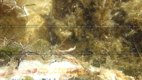Крупным планом креветки глодают рыбьи кости на морском дне. Стоковое видео, видеограф Цыбин Вадим / Фотобанк Лори