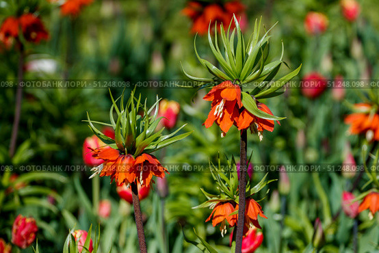 Крупным планом показаны цветущие рябчики императорские (Fritillaria imperialis) оранжевого цвета на клумбе. Стоковое фото, фотограф Кирилл Сиротюк / Фотобанк Лори