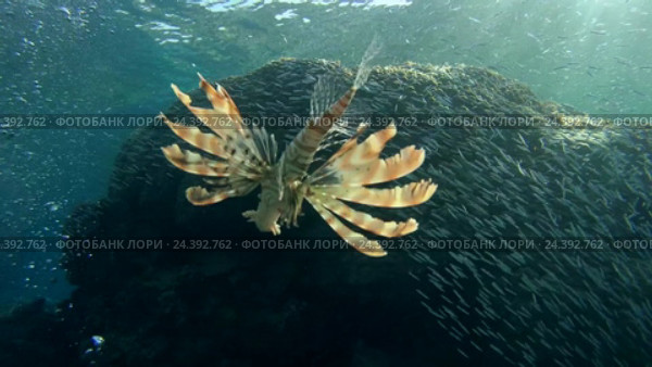 Крылатка (Pterois volitans) и Рыбы Hardyhead (Atherinomorus lacunosus) Красное море, Дахаб, Синайский полуостров, Египет. Стоковое видео, видеограф Некрасов Андрей / Фотобанк Лори