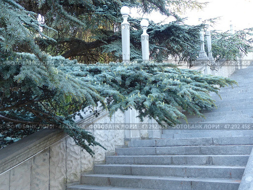 Крымский пейзаж. Лестница санатория "Родина", построенного в 1950-1953 гг. Вечнозезелые можжевельники и греческие пихты. Южный берег Крыма, Гаспра (2019 год). Стоковое фото, фотограф Сергей Елизарьев / Фотобанк Лори