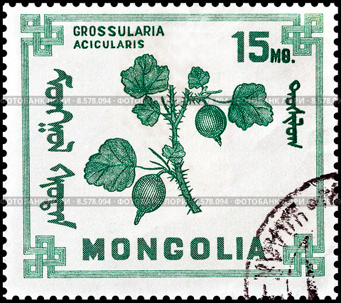 Крыжовник на марке Монголии 1968 года. Стоковая иллюстрация, иллюстратор Владимир Макеев / Фотобанк Лори