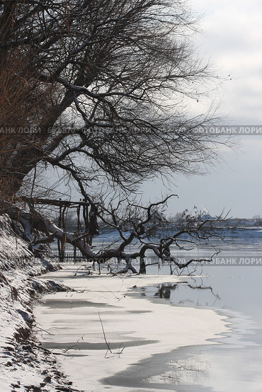 Кубань: деревья на границе воды и суши зимой. Стоковое фото, фотограф Игорь Смыков / Фотобанк Лори
