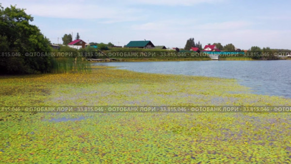 Кубышки на реке Митюш в Бурмистрово / Aerial video of siberian river Miltyush covered by Nuphar flowers. Burmistrovo, Siberia, Russia. Стоковое видео, видеограф Сергей Пристяжнюк (Serg Zastavkin) / Фотобанк Лори