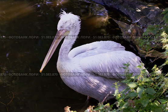 Кудрявый пеликан в Московском зоопарке. (лат.Pelecanus) Редакционное фото, фотограф Шустикова Татьяна / Фотобанк Лори