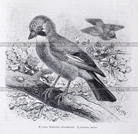 Кукша (Garrulus glandarius) - рисунок из книги А. Брэма "Жизнь животных" 1896г. Стоковая иллюстрация, иллюстратор Вера Смолянинова / Фотобанк Лори