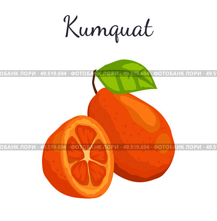 Kumquat exotic juicy fruit whole and cut vector isolated, citrus with leaf. Tropical edible food, dieting illustration, vegetarian icon full of vitamins. Kumquat Exotic Juicy Fruit Vector Isolated Citrus. Стоковая иллюстрация, агентство Ingram Publishing / Фотобанк Лори