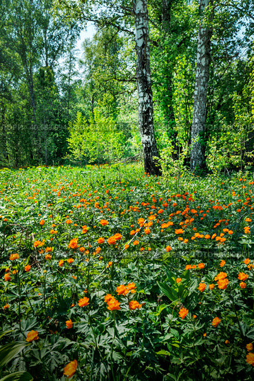 Купа́льница азиа́тская, или огонёк азиа́тский (лат. Trollius asiaticus). Лесные оранжевые цветы в естественной среде обитания. Маслянинский район Новосибирской области, Западная Сибирь России. Стоковое фото, фотограф Евгений Мухортов / Фотобанк Лори