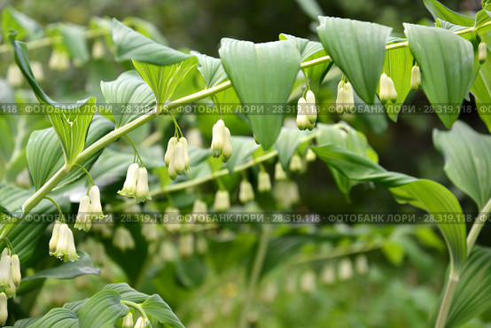 Купена многоцветковая(Polygonatum multiflorum L.), ветка с цветами. Стоковое фото, фотограф Ирина Борсученко / Фотобанк Лори