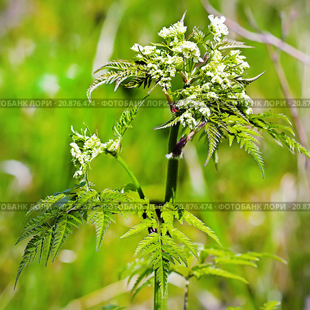 Купырь лесной (Anthriscus sylvestris) — двулетнее травянистое растение, вид рода Купырь (Anthriscus) семейства Зонтичные (Apiaceae). Дикорастущие растения Сибири. Стоковое фото, фотограф Евгений Мухортов / Фотобанк Лори