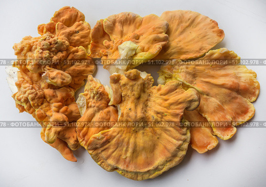 Куриный гриб, гриб трутовик серно-жёлтый Laetiporus sulphureus — трутовик, растущий на деревьях. Его также называют трутовиком сернистым. Изолированный на белом фоне с тенями.Chicken of the woods (Laetiporus sulphureus), close-up. Isolated on white background with shadows. Стоковое фото, фотограф Iva Noel / Фотобанк Лори