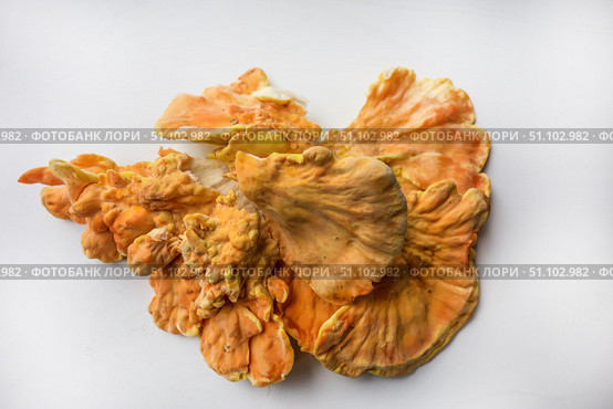 Куриный гриб, гриб трутовик серно-жёлтый Laetiporus sulphureus — трутовик, растущий на деревьях. Его также называют трутовиком сернистым. Изолированный на белом фоне с тенями.Chicken of the woods (Laetiporus sulphureus), close-up. Isolated on white background with shadows. Стоковое фото, фотограф Iva Noel / Фотобанк Лори