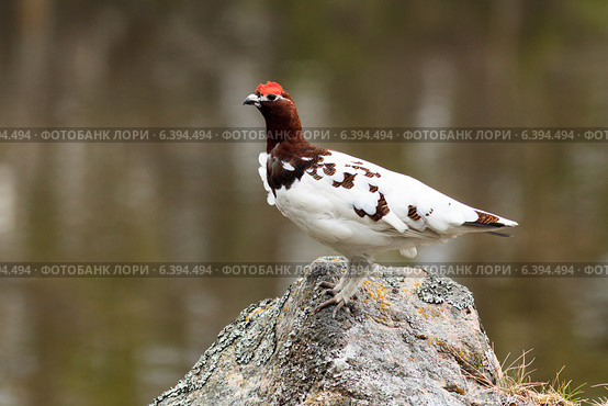 Куропатка белая, Lagopus lagopus, Willow ptarmigan. Стоковое фото, фотограф Василий Вишневский / Фотобанк Лори