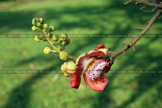 Курупита гвианская (Couroupita guianensis). Ветка с цветком растения крупным планом в Таиланде. Стоковое фото, фотограф Григорий Писоцкий / Фотобанк Лори