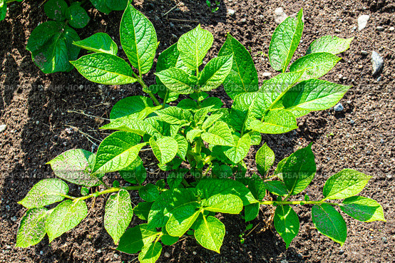 Куст картофеля (лат. Solanum tuberosum) крупным планом. Стоковое фото, фотограф Анна Аникова / Фотобанк Лори