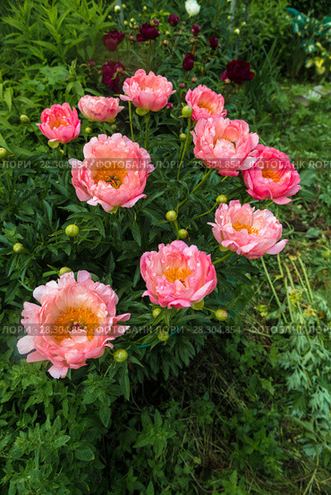 Куст кораллового пиона. Пион межвидовой гибрид Пинк Ховайн Корал (Pink Hawaiian Coral) Стоковое фото, фотограф Ольга Сейфутдинова / Фотобанк Лори