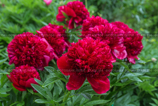 Куст пиона Рэд Чарм (Paeonia) Стоковое фото, фотограф Ольга Сейфутдинова / Фотобанк Лори