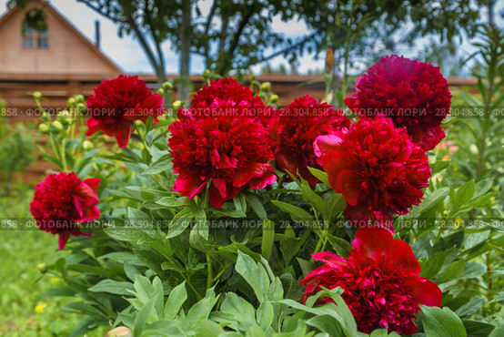 Куст пиона Рэд Чарм (Paeonia) Стоковое фото, фотограф Ольга Сейфутдинова / Фотобанк Лори