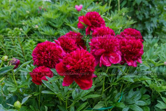 Куст пиона Рэд Чарм (Paeonia) Стоковое фото, фотограф Ольга Сейфутдинова / Фотобанк Лори