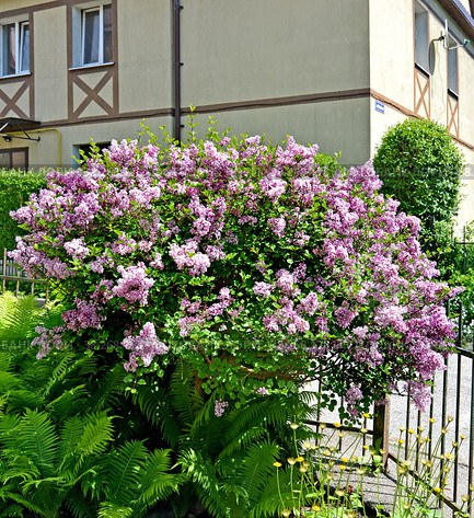 Куст цветущей сирени мелколистной Superba  (Syringa microphylla Superba) на фоне дома. Стоковое фото, фотограф Ирина Борсученко / Фотобанк Лори