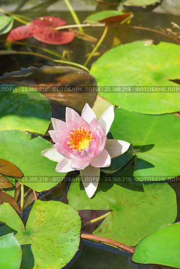 Кувшинка (лат. Nymphaea) в пруду. Стоковое фото, фотограф Наталья Гармашева / Фотобанк Лори