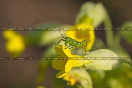Кузнечик зелёный (лат. Tettigonia viridissima) на цветке примулы. Стоковое фото, фотограф Елена Коромыслова / Фотобанк Лори