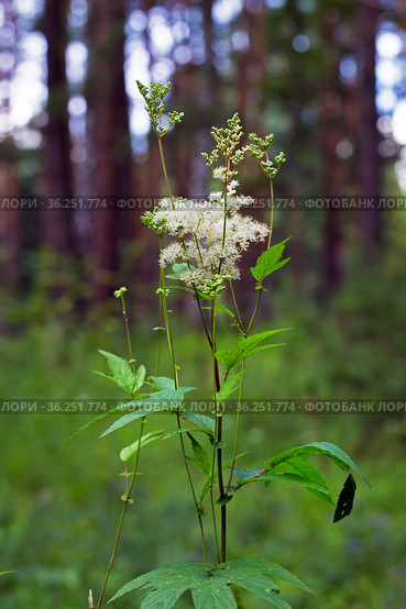 Лабазник вязолистный (лат. Filipendula ulmaria L. Maxim.) — лекарственное многолетнее травянистое растение семейства Розовые (Rosaceae). Растение в природной среде произрастания. Западная Сибирь, Россия. Стоковое фото, фотограф Евгений Мухортов / Фотобанк Лори