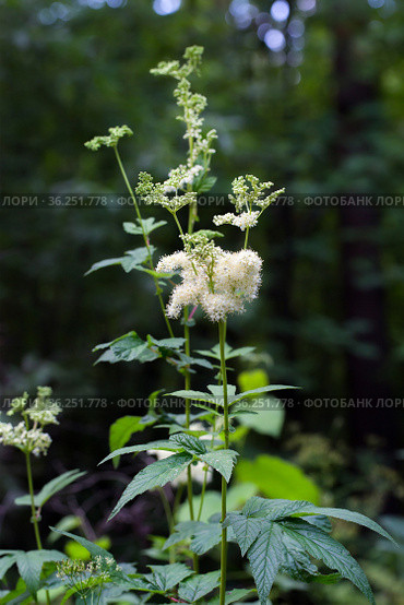 Лабазник вязолистный (лат. Filipendula ulmaria L. Maxim.) — лекарственное многолетнее травянистое растение семейства Розовые (Rosaceae). Растение в природной среде произрастания. Западная Сибирь, Россия. Стоковое фото, фотограф Евгений Мухортов / Фотобанк Лори