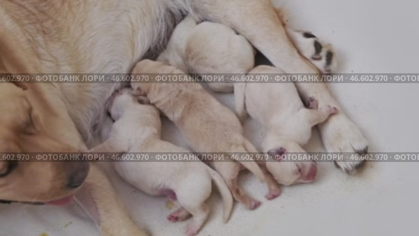 Labrador is breastfeeding newborn puppies. Стоковое видео, видеограф Михаил Коханчиков / Фотобанк Лори