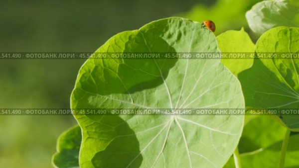 Ladybug on a large green leaf on a Sunny day. Стоковое видео, видеограф Виктор Тихонов / Фотобанк Лори
