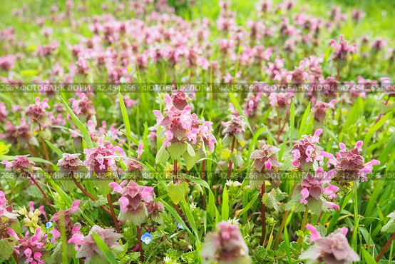 Lamium purpureum, red purple dead-nettle, purple archangel is annual herbaceous flowering plant. Zygomorphic flowers with a top hood-like petal, two lower lip petal lobes and minute fang-like lobes. Стоковое фото, фотограф Юлия Петровская / Фотобанк Лори