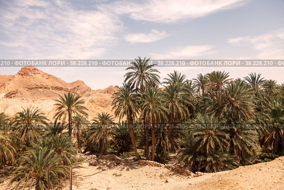 Landscape Chebika oasis in Sahara desert. Ruins settlement and palm. Scenic view mountain oasis in North Africa. Located at foot Jebel El Negueba. Atlas mountains on Sunny afternoon. Tozeur, Tunisia. Стоковое фото, фотограф Aleksandr Golubev / Фотобанк Лори