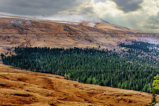 Landscape with coniferous forest on the Logonaki Plateau in the Caucasus in Adygea. Стоковое фото, фотограф Владимир Ушаров / Фотобанк Лори