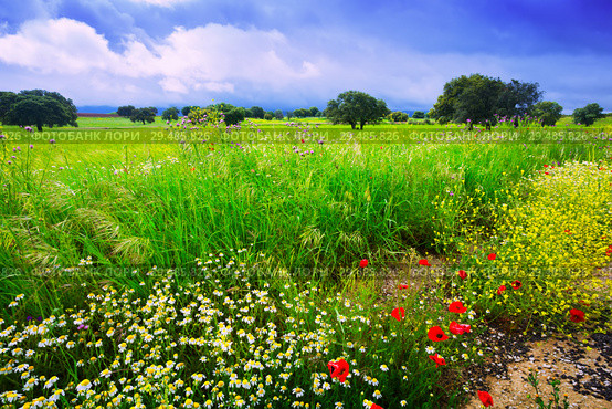 landscape with green grass and dark sky. Стоковое фото, фотограф Яков Филимонов / Фотобанк Лори