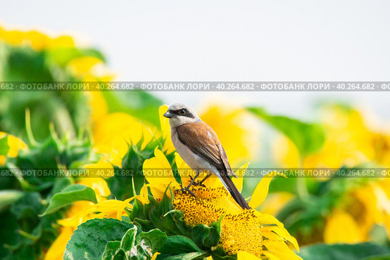 Lanius collurio on sunflower. Стоковое фото, фотограф Корнеев Вячеслав / Фотобанк Лори