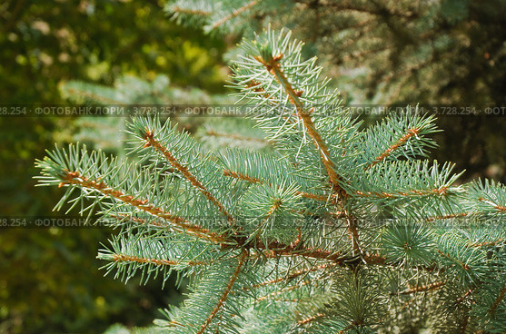 Лапа голубой ели (Picea pungens) Стоковое фото, фотограф Алёшина Оксана / Фотобанк Лори